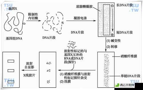 杂交 BUCSM 人类 SSBA 被爆料完全免费：了解一下