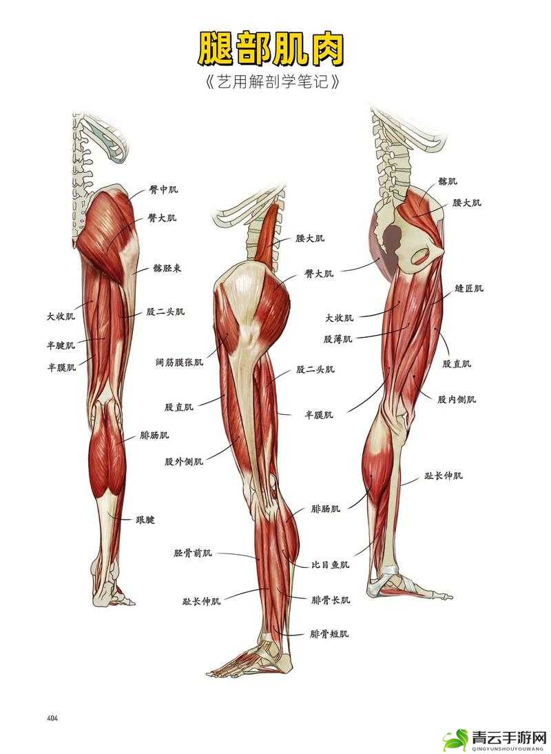 大腿中间一张嘴：探秘奇妙的人体结构