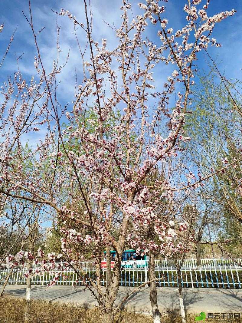 含苞待放的桃花欲将开发：春景之美即将呈现