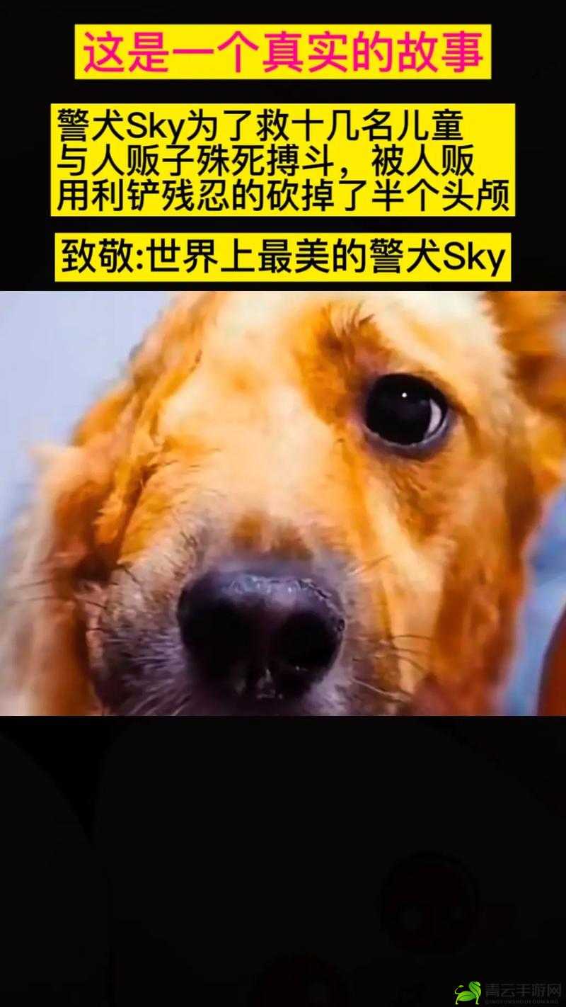 张警犬 9 分 10 秒头撞玻璃在线观看震撼全程